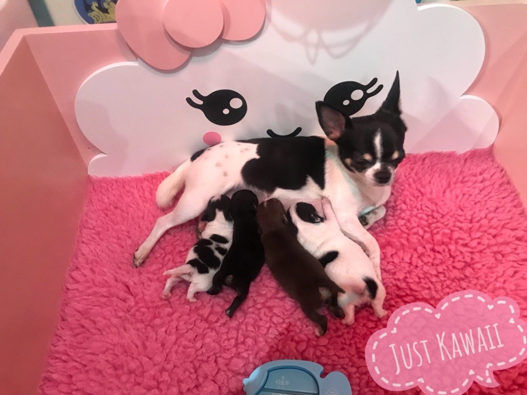 just kawaii - Chihuahua - Portée née le 16/03/2019